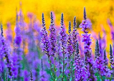 传闻：《死亡循环》系列新作开发中